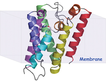 protease structure and position 